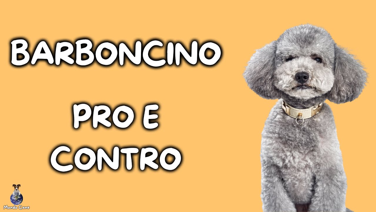 il barboncino toy perde il pelo