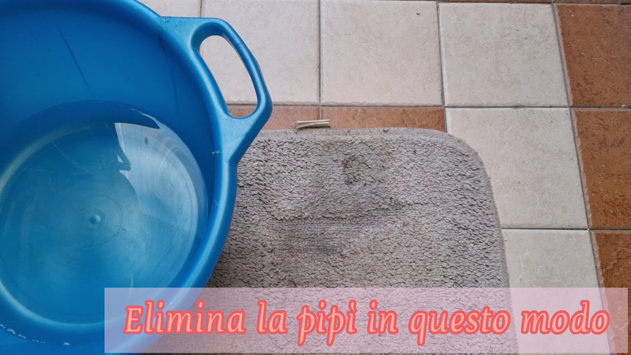 il cane ha fatto la pipì sul divano come pulire