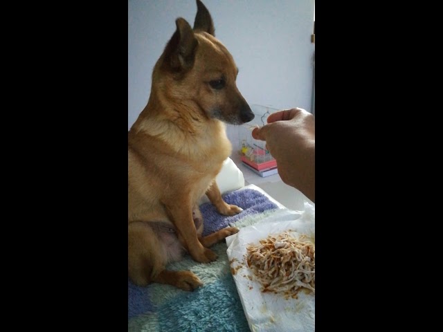 il cane mangia solo se imboccato