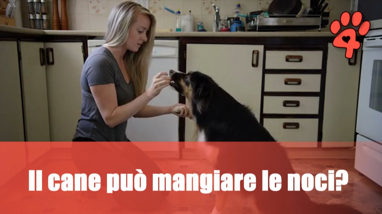 il cane può mangiare la pesca noce