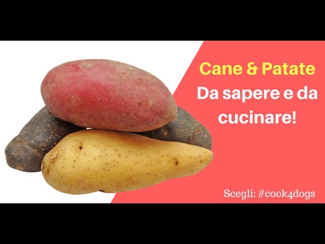 il cane può mangiare le patate lesse