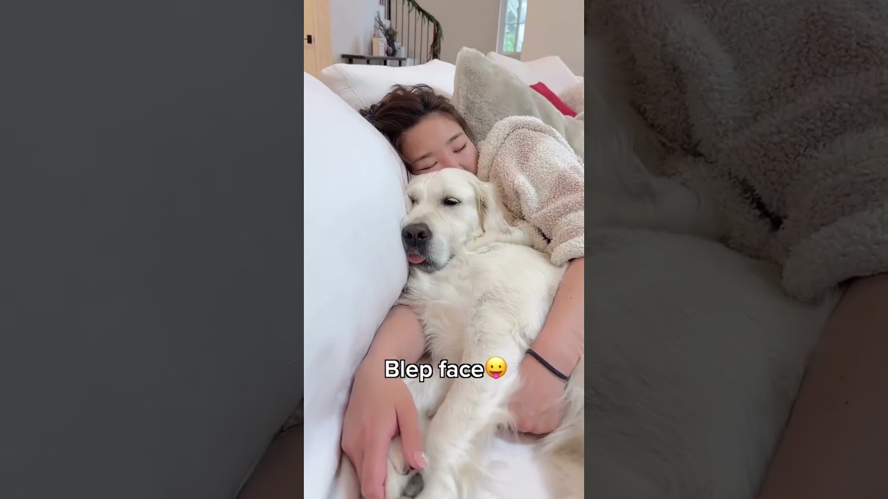 il cane simile al golden retriever