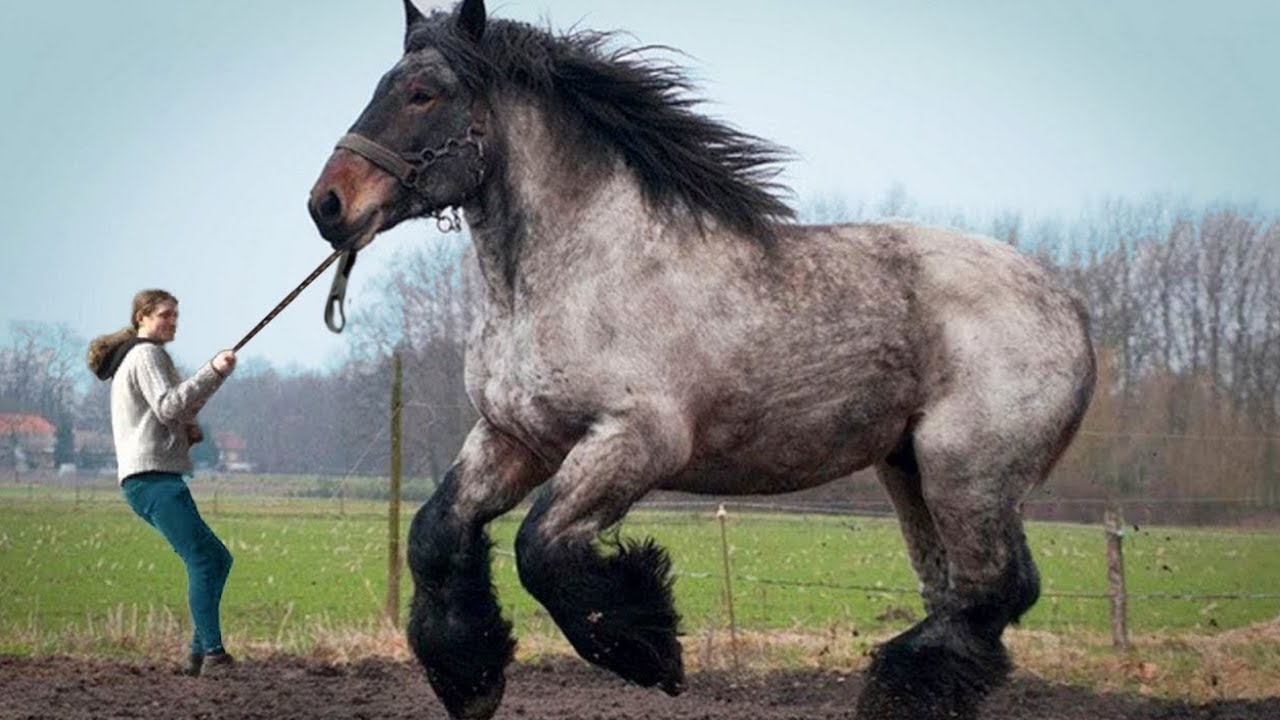 il cavallo più vecchio del mondo