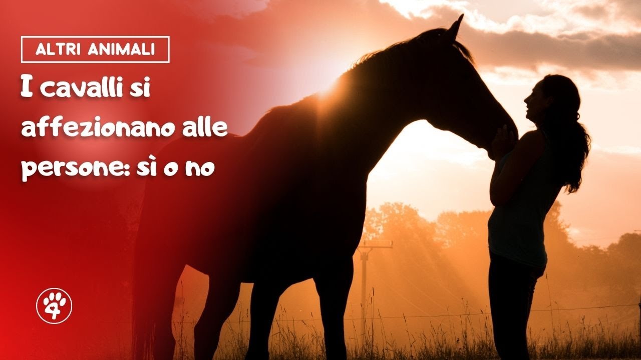 il cavallo si affeziona al padrone