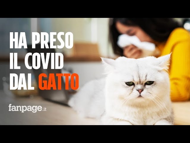 il gatto mi ha starnutito in faccia