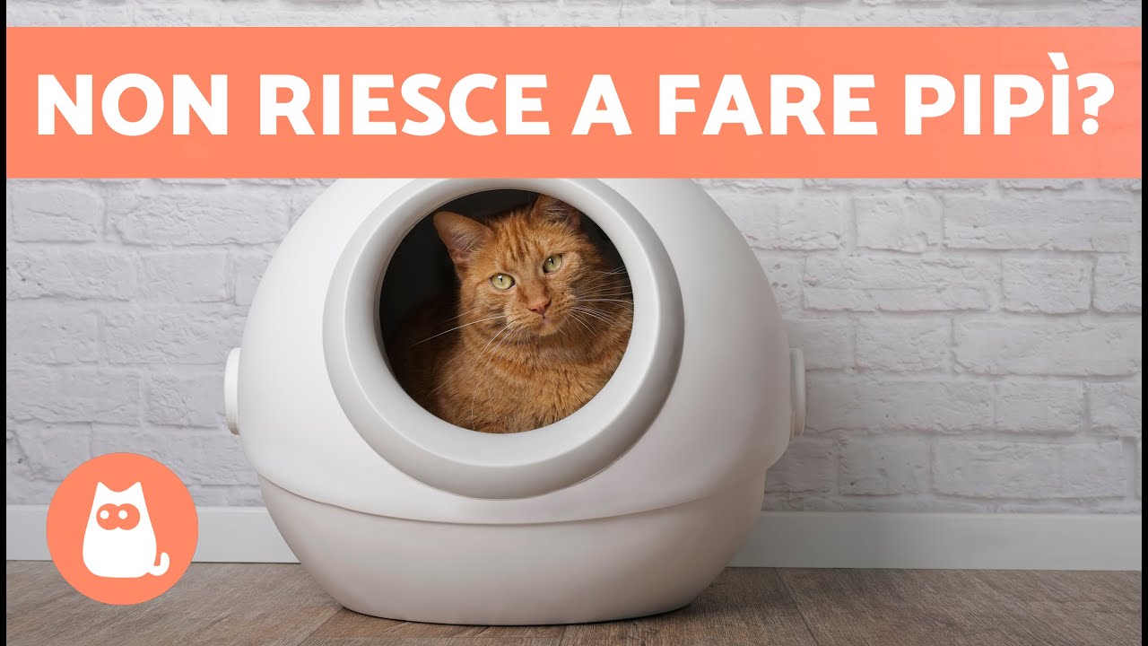 il gatto non riesce a fare pipi