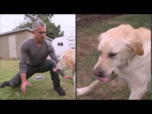 il mio cane aggredisce senza motivo