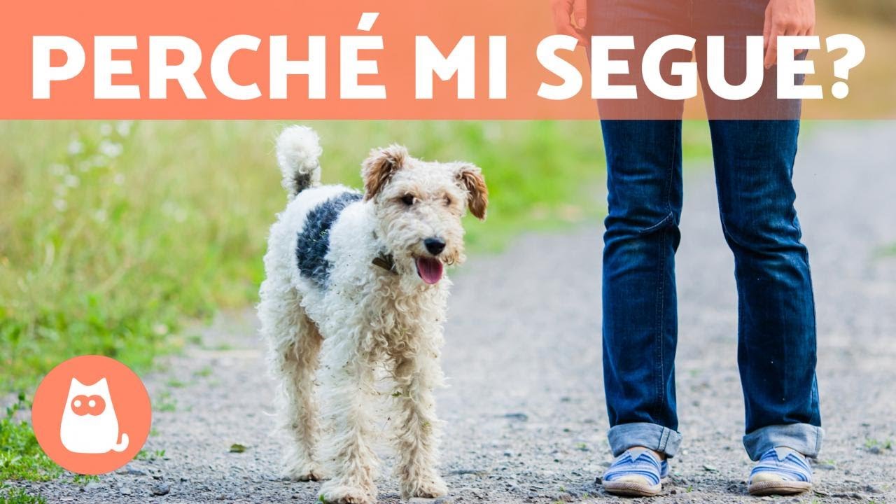 il mio cane mi segue ovunque