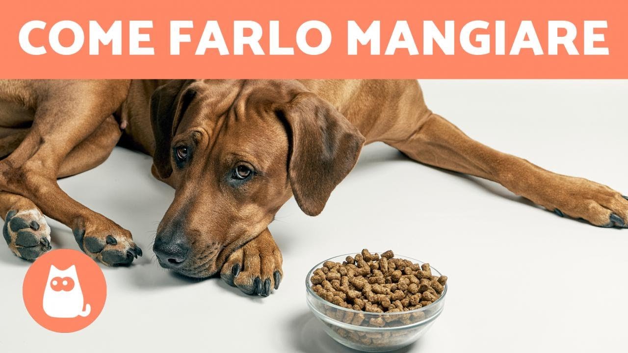 il mio cane non vuole mangiare