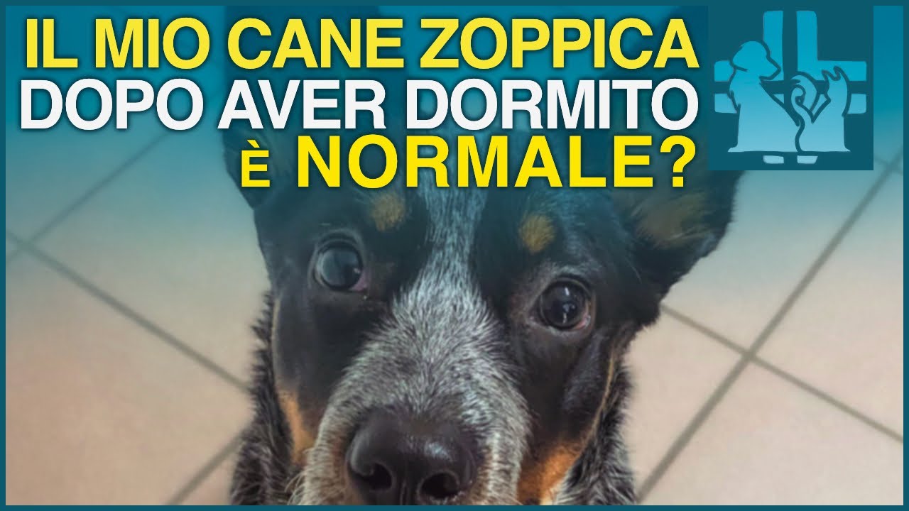 il mio cane zoppica ma corre