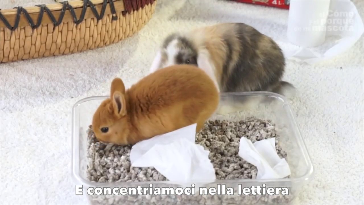 il mio coniglio fa tanta pipì