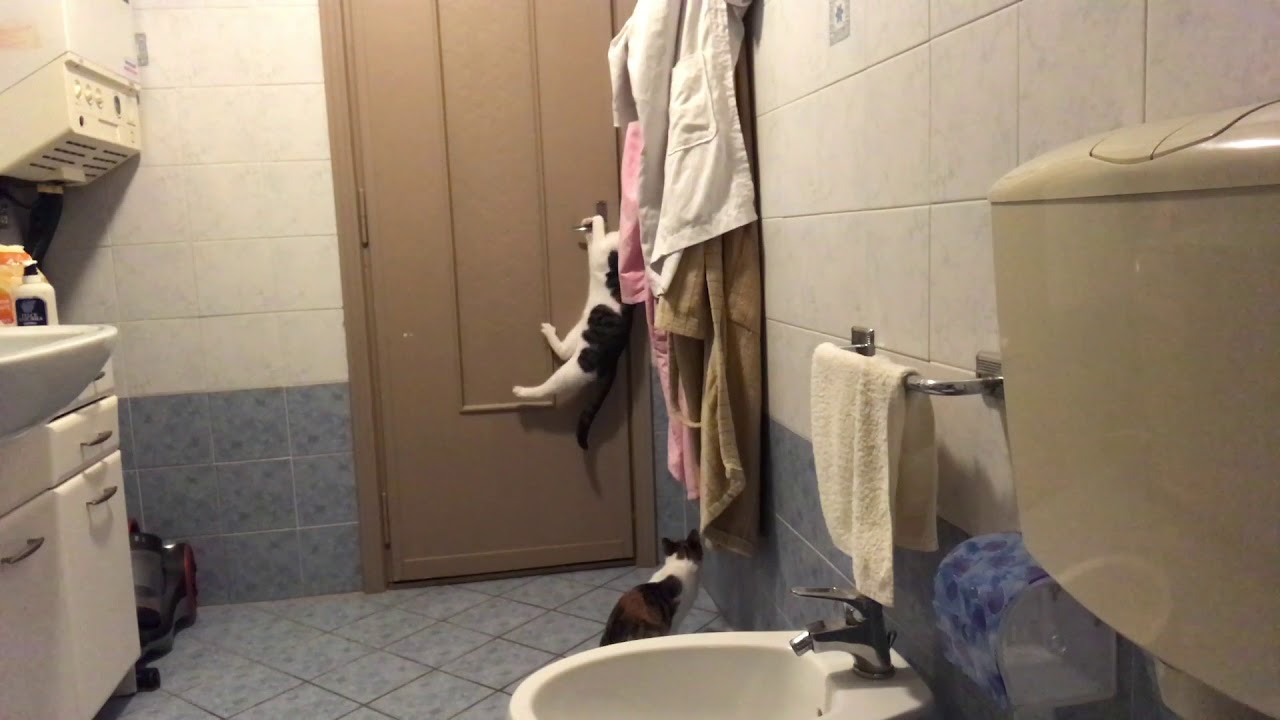 il mio gatto graffia la porta di notte