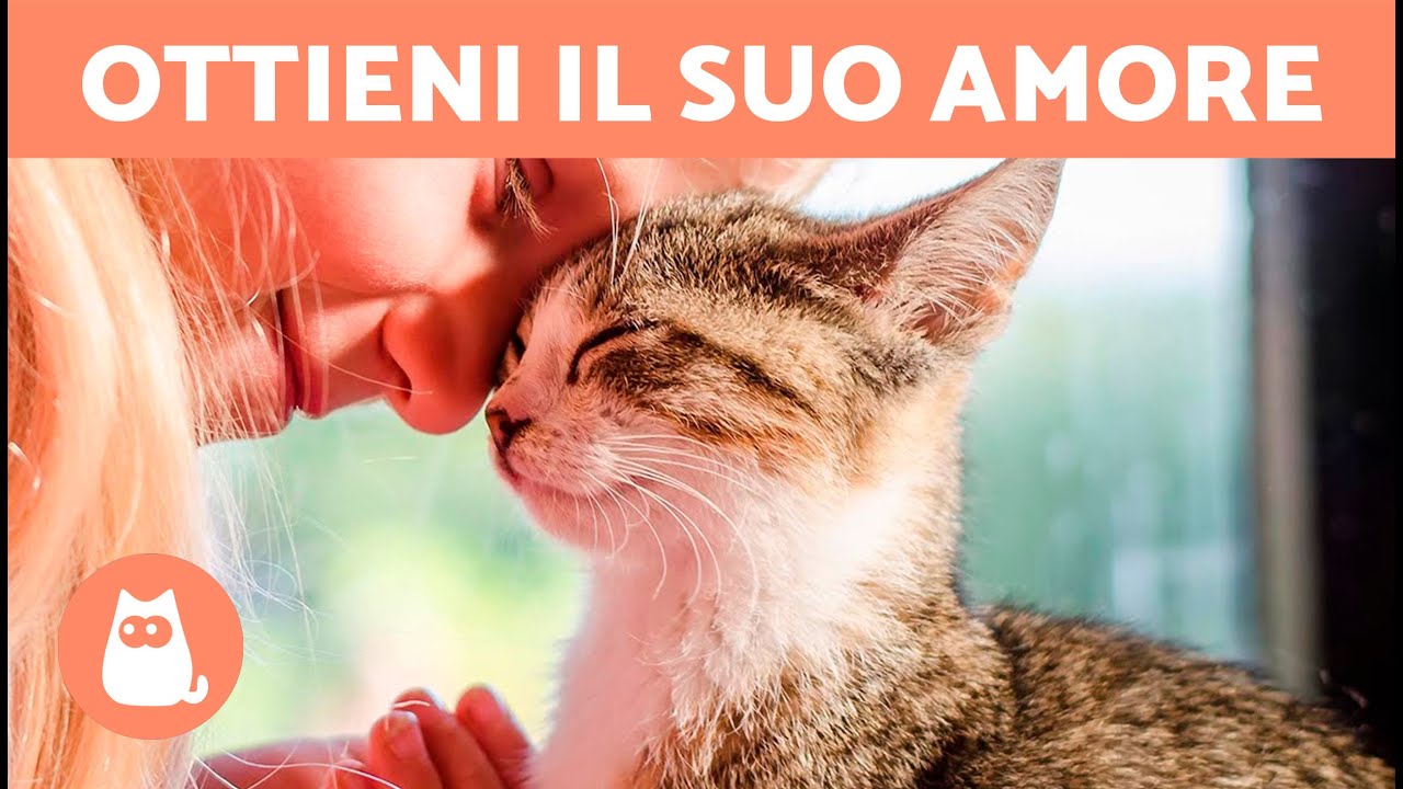 il mio gatto non è affettuoso