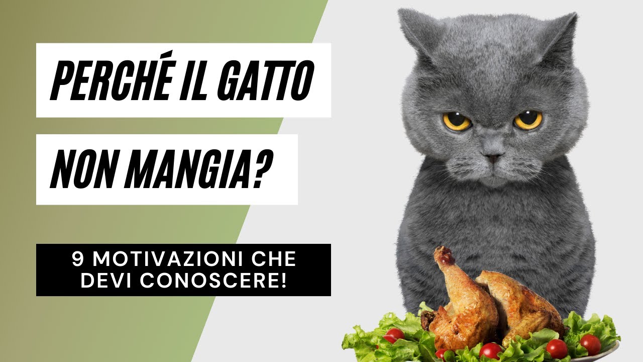 il mio gatto non mangia più l'umido