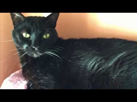 il pelo del gatto porta malattie