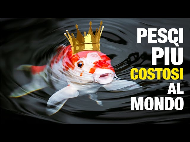 il pesce più costoso al mondo