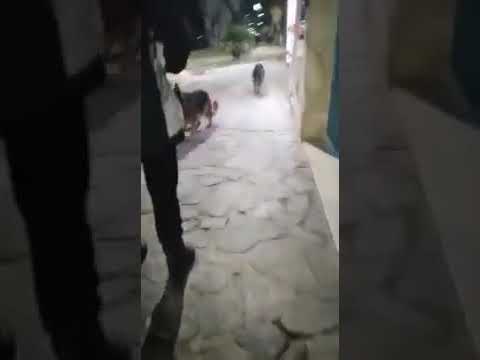 in che modo i cani uccidono i gatti