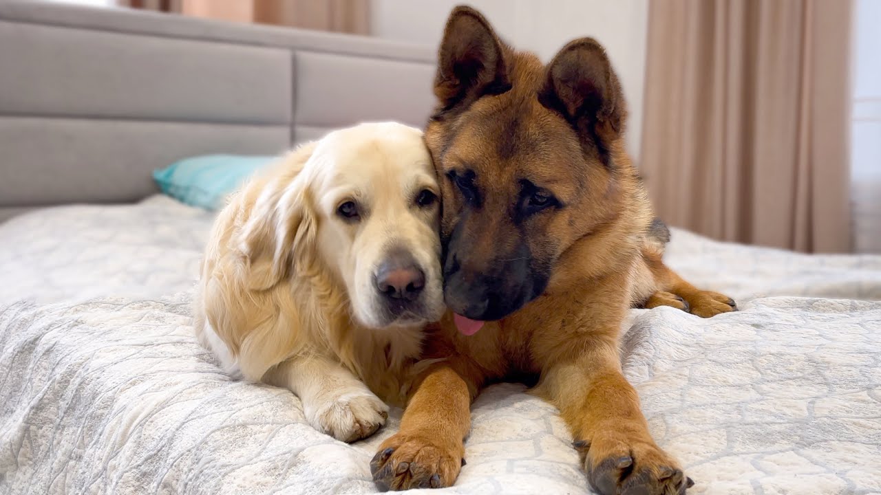 incrocio pastore tedesco e golden retriever