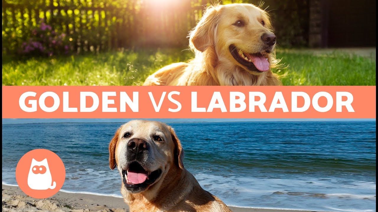 incrocio tra golden retriever e labrador