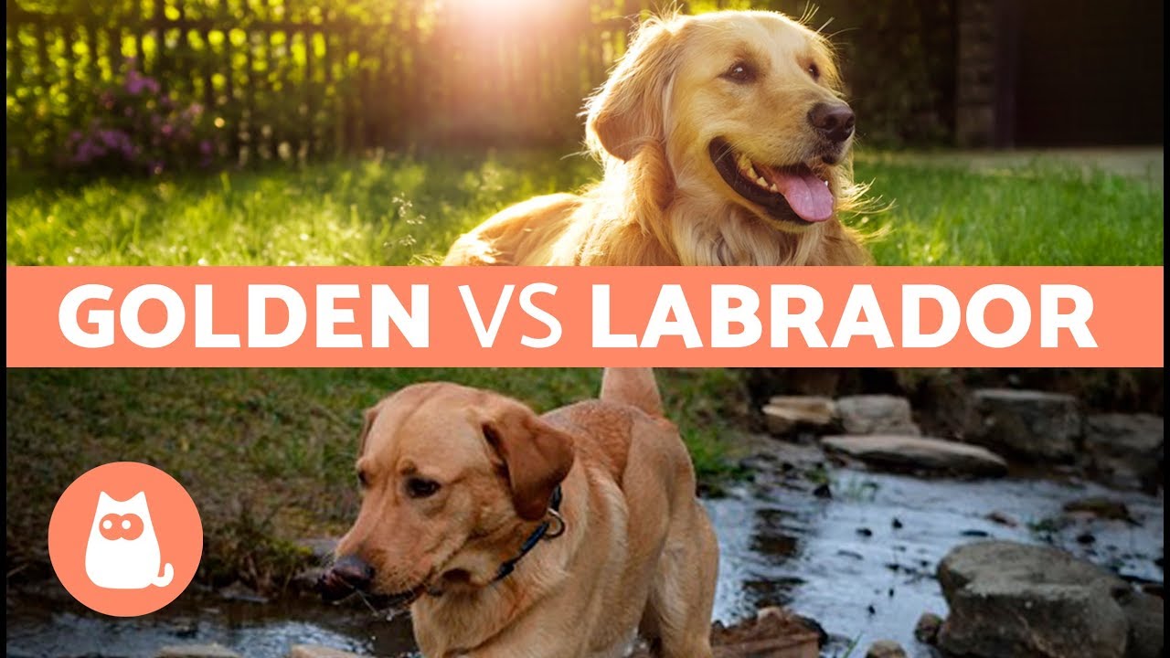 incrocio tra labrador e golden retriever cucciolo