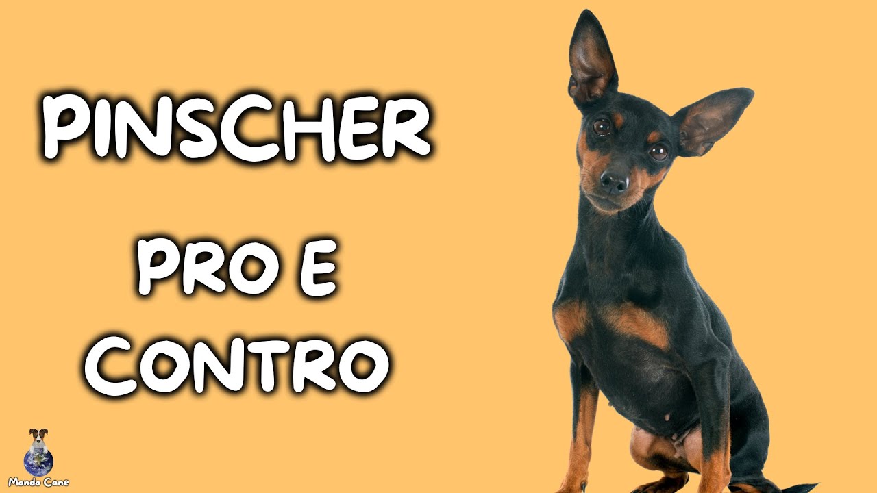 incrocio tra pinscher e chihuahua prezzo