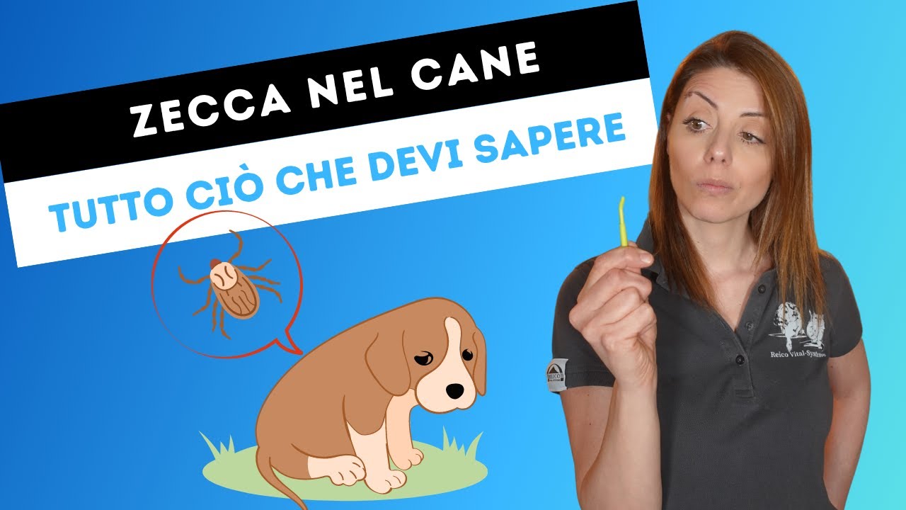 infezione da zecca nel cane sintomi