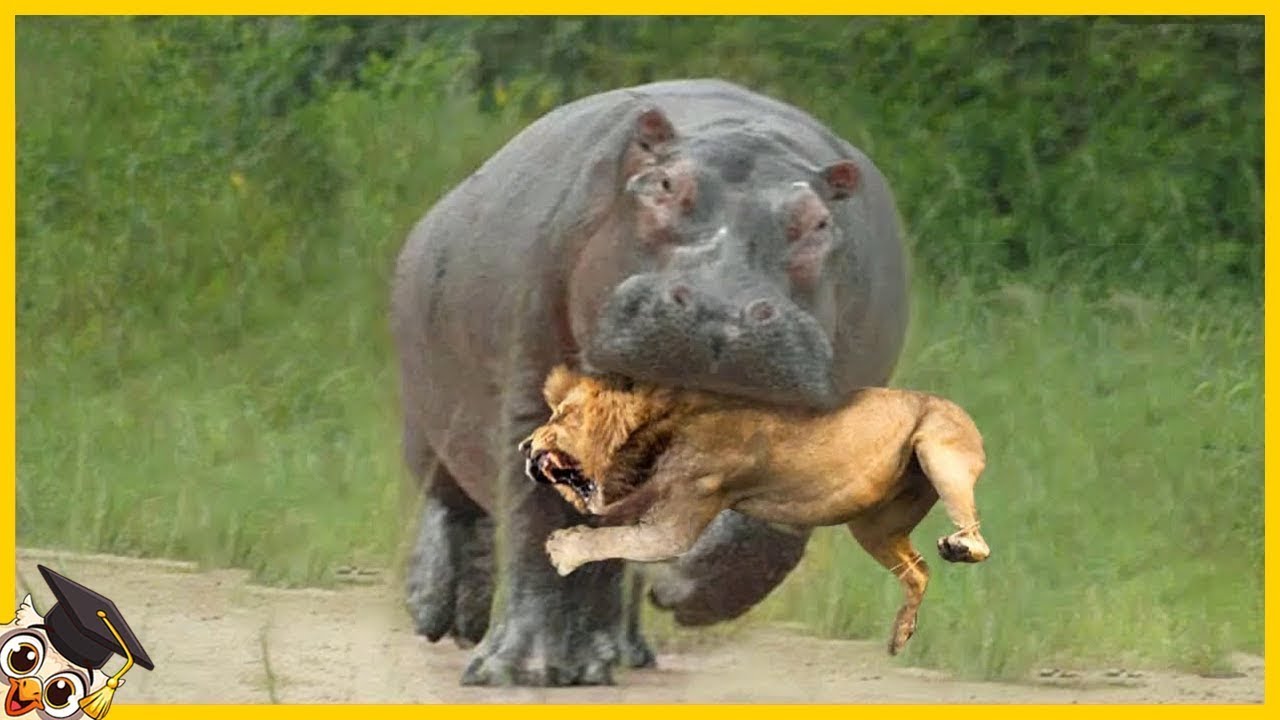 l animale che si prende la maggior parte