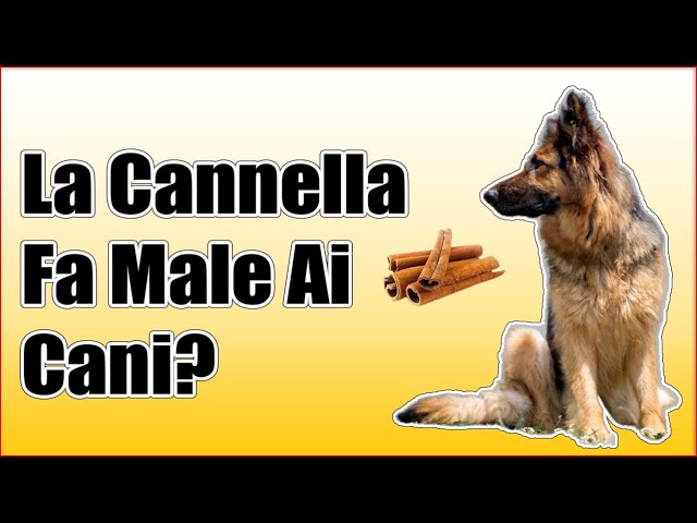 la cannella fa male ai cani