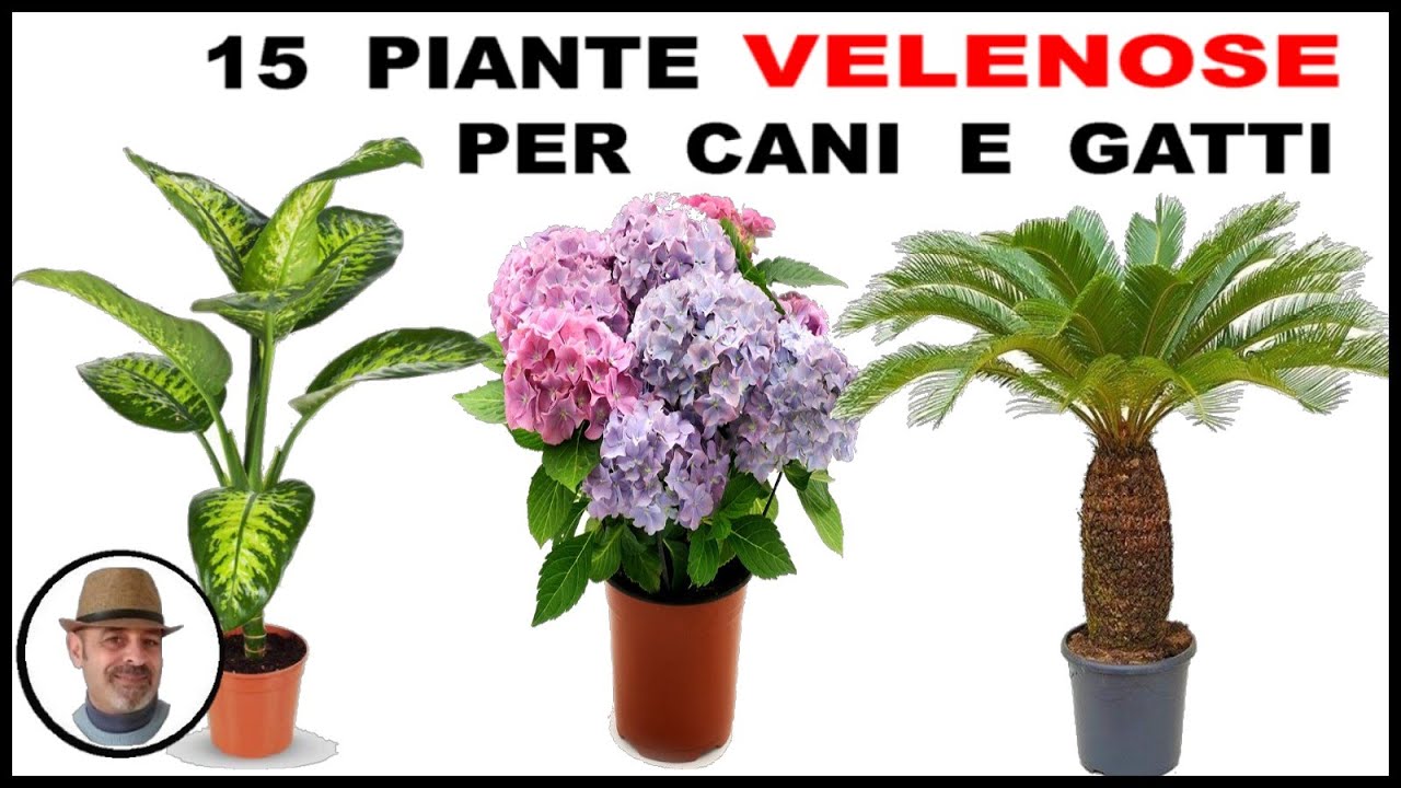 la cimice e velenosa per il cane