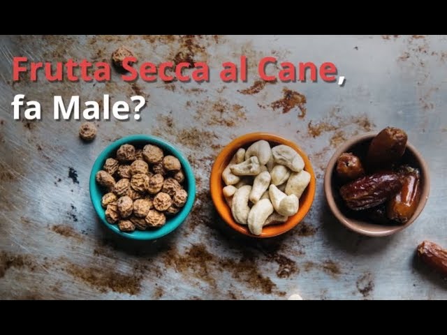 la frutta secca fa male ai cani
