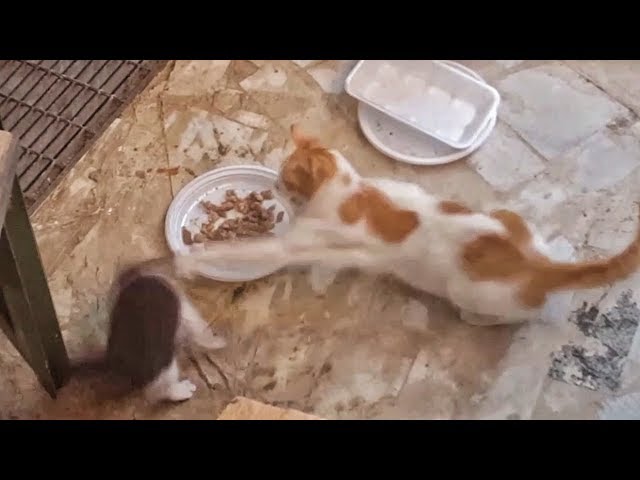 la mia gatta ha ucciso i suoi cuccioli