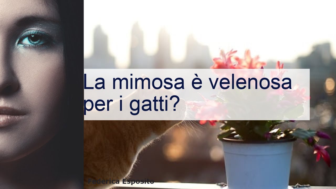 la mimosa è velenosa per i gatti