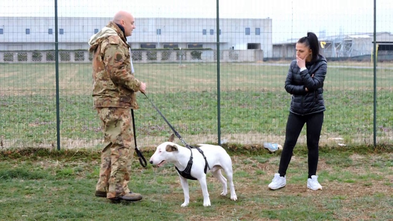 la pettorina fa male al cane