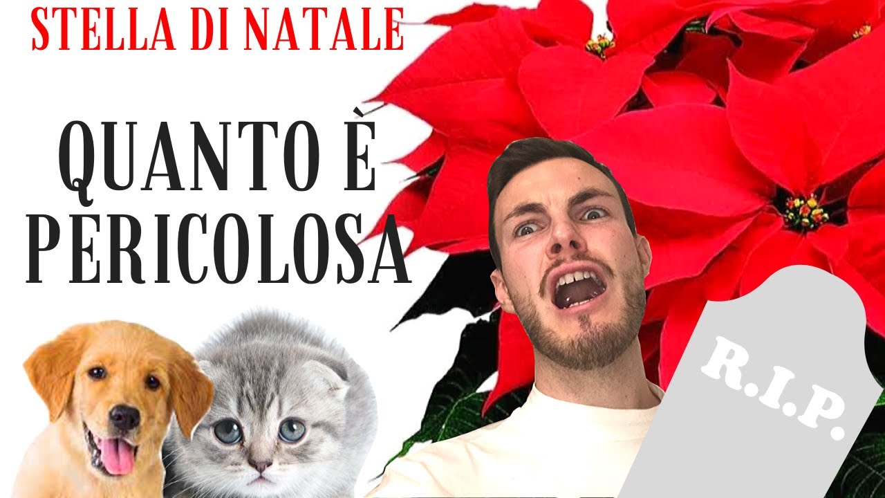 la stella di natale è velenosa per i gatti