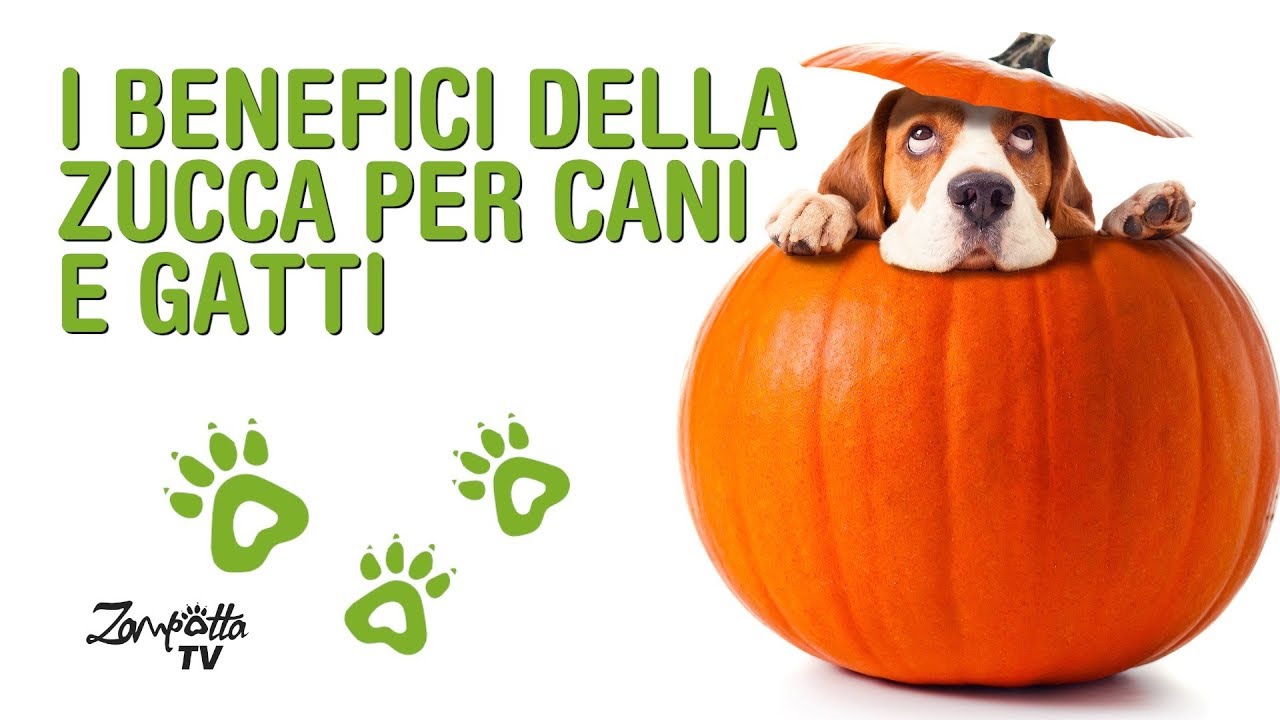 la zucca fa bene ai cani