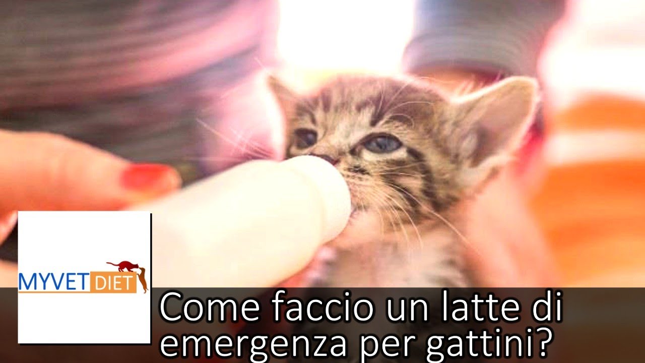 latte per gattini fatto in casa