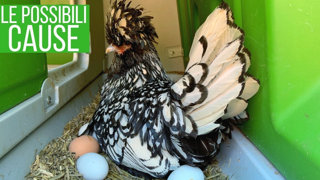 le galline non fanno le uova in inverno