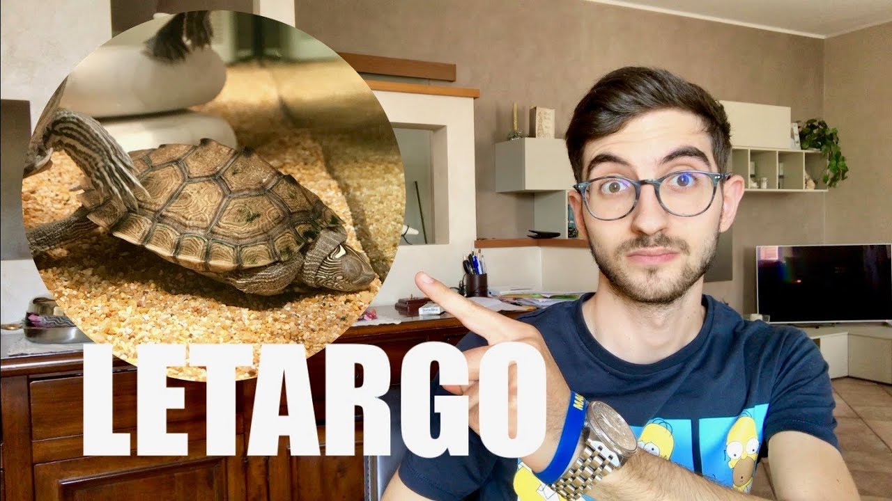 le tartarughe d'acqua vanno in letargo