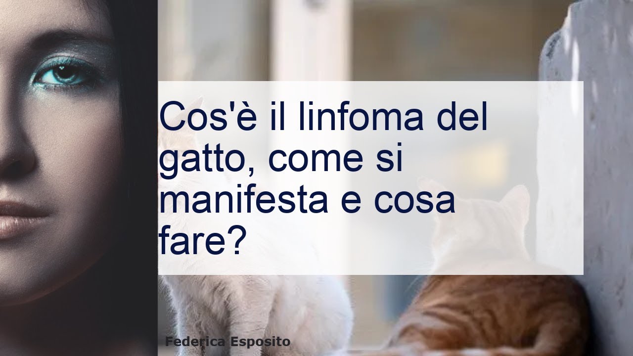linfoma intestinale gatto aspettative di vita
