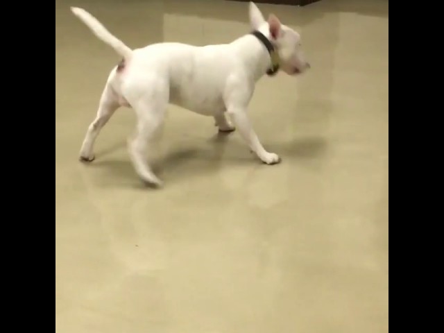 lo hanno lungo i cani bull terrier