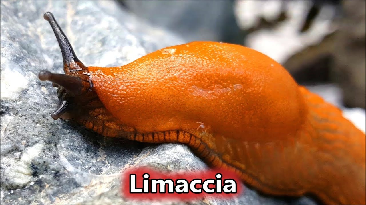 lumache senza guscio sono velenose per i cani