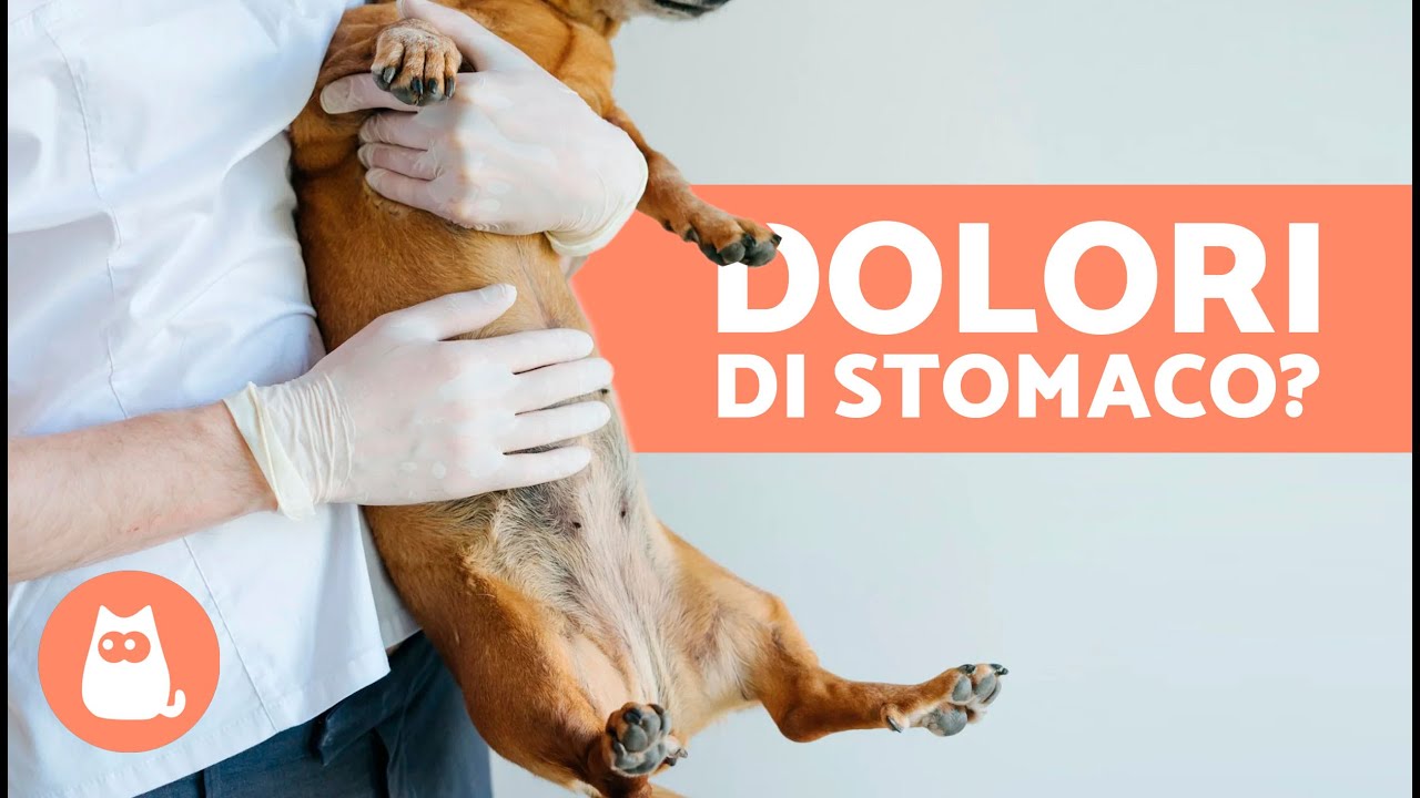 mal di pancia cane rimedi naturali