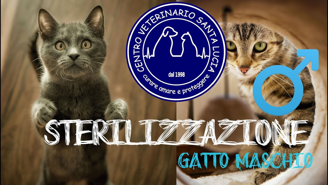 maschio gatto castrato prima e dopo