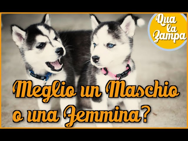 meglio cane maschio o femmina in appartamento