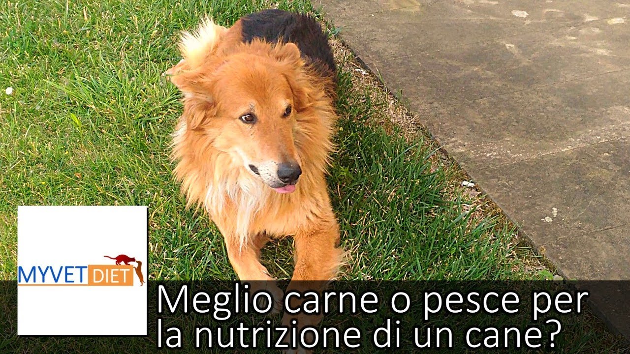 meglio carne o pesce per il cane