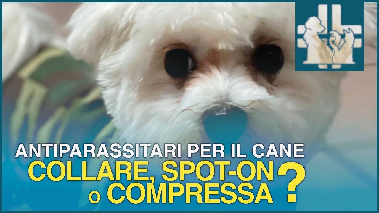 meglio collare o pipette antipulci cane