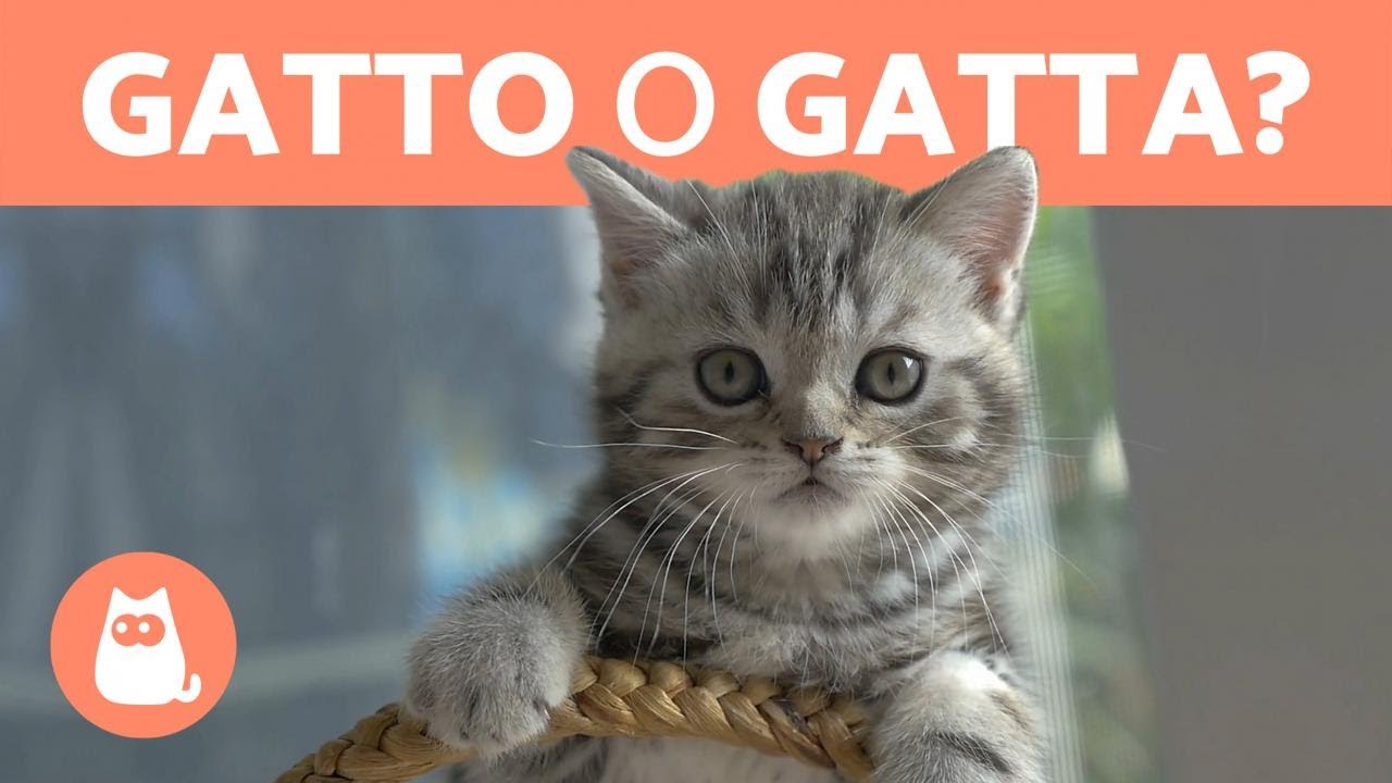 meglio un gatto maschio o femmina