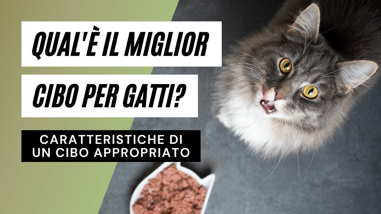 miglior cibo per gatti con problemi renali