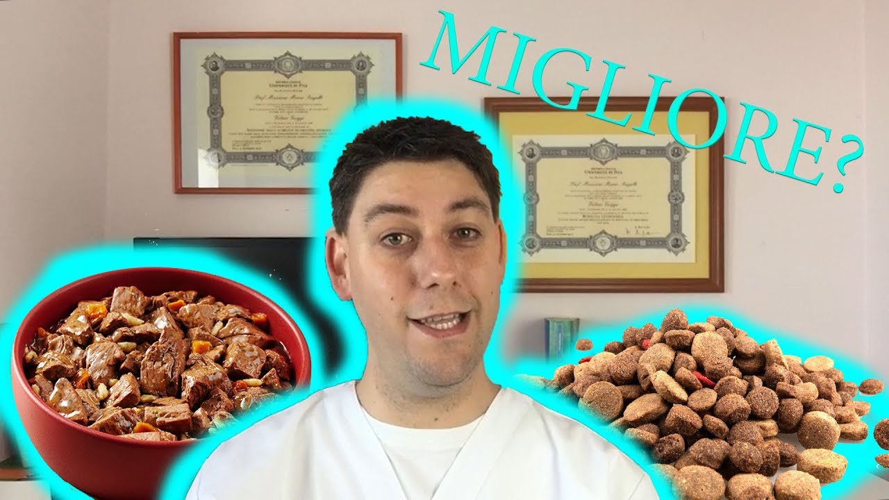 miglior cibo umido per cani con dermatite