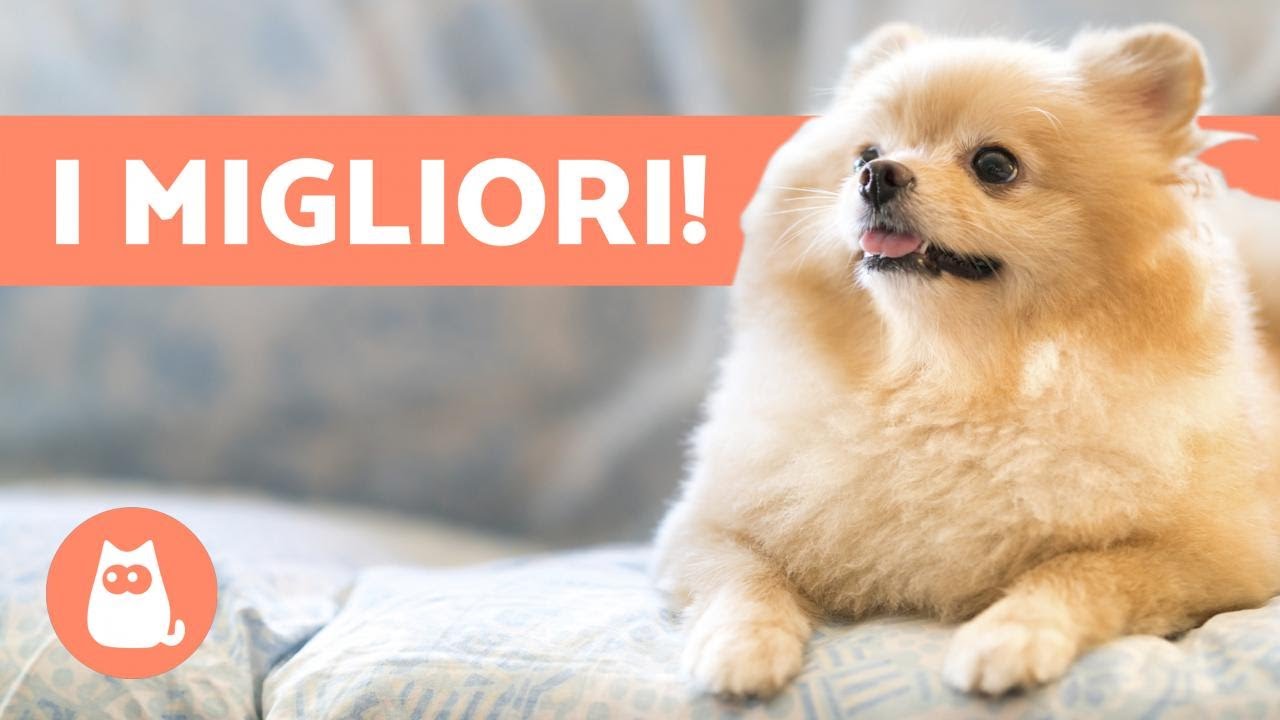migliori razze di cani da appartamento